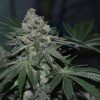 Foto Klementine regular r-kiem seeds
