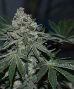 Foto Klementine regular r-kiem seeds