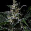 Foto Muse 100% r-kiem seeds