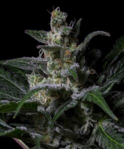 Foto Muse 100% r-kiem seeds