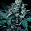 Foto Negra 44 100% r-kiem seeds