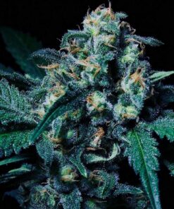 Foto Negra 44 100% r-kiem seeds