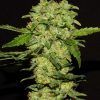 Foto Portela 100% r-kiem seeds