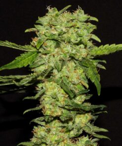 Foto Portela 100% r-kiem seeds