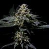 Foto R-kiem regular r-kiem seeds