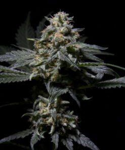 Foto R-kiem regular r-kiem seeds