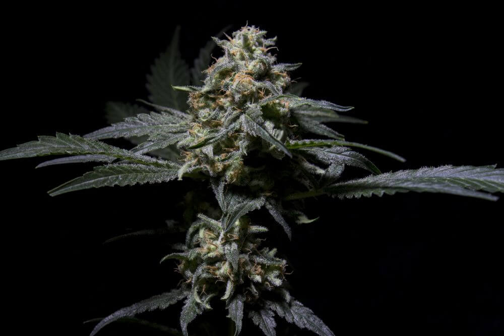 R-kiem regular r-kiem seeds Foto R-kiem regular r-kiem seeds