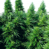 Foto Rudelaris skunk regular 10 unidades sensi seeds