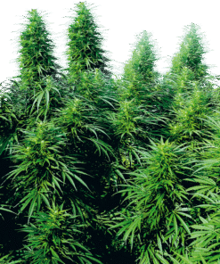 Foto Rudelaris skunk regular 10 unidades sensi seeds