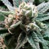 Foto Sublimator 100% r-kiem seeds