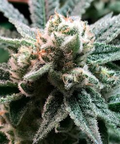 Foto Sublimator 100% r-kiem seeds