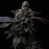 Foto Suguz regular r-kiem seeds