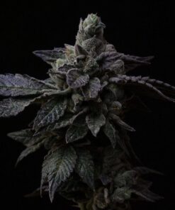 Foto Suguz regular r-kiem seeds