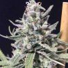 Foto Thunderstorm auto r-kiem seeds