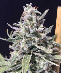 Foto Thunderstorm auto r-kiem seeds
