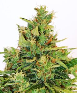 Foto Amnesi-k lemon 100% kannabia