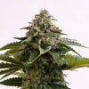 Foto Amnesia dream xl auto