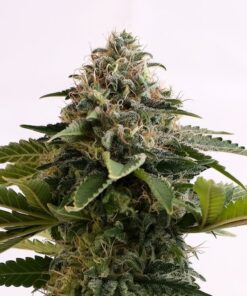 Foto Amnesia dream xl auto