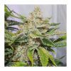 Foto Auto forbidden cherry dutch passion