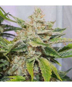 Foto Auto forbidden cherry dutch passion