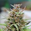 Foto Baby boom auto 100% kannabia