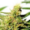 Foto Bcn diesel cbd 100% kannabia
