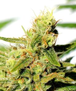 Foto Bcn diesel cbd 100% kannabia