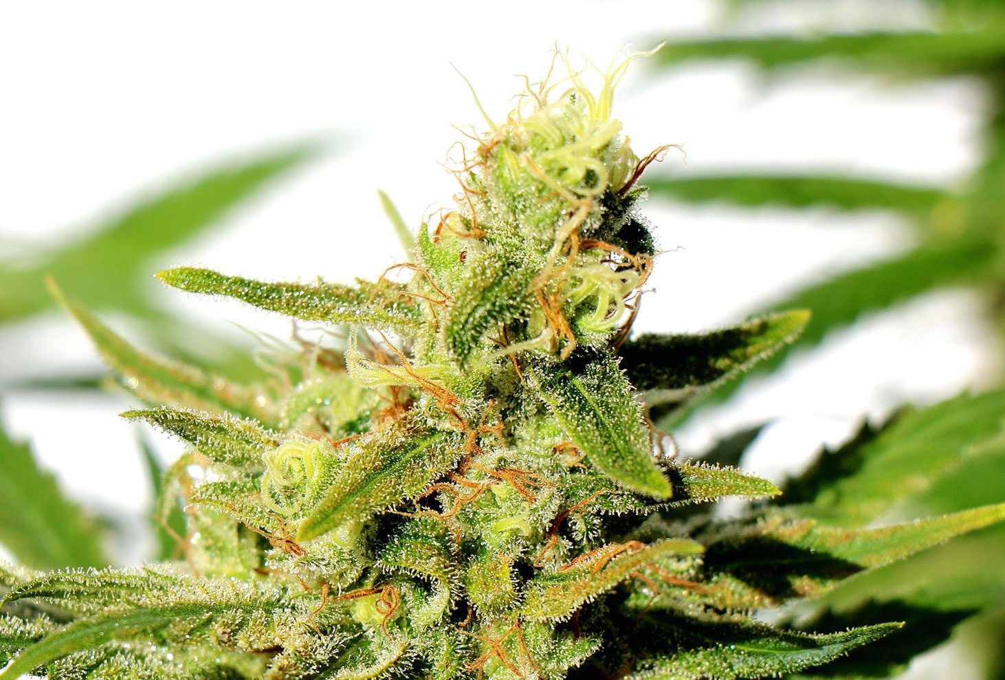 Bcn diesel cbd 100% kannabia Foto Bcn diesel cbd 100% kannabia