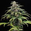 Foto Cbg auto 100% kannabia