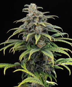 Foto Cbg auto 100% kannabia