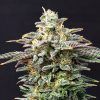 Foto Cherry dream 100% kannabia