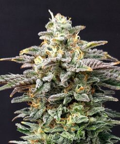 Foto Cherry dream 100% kannabia