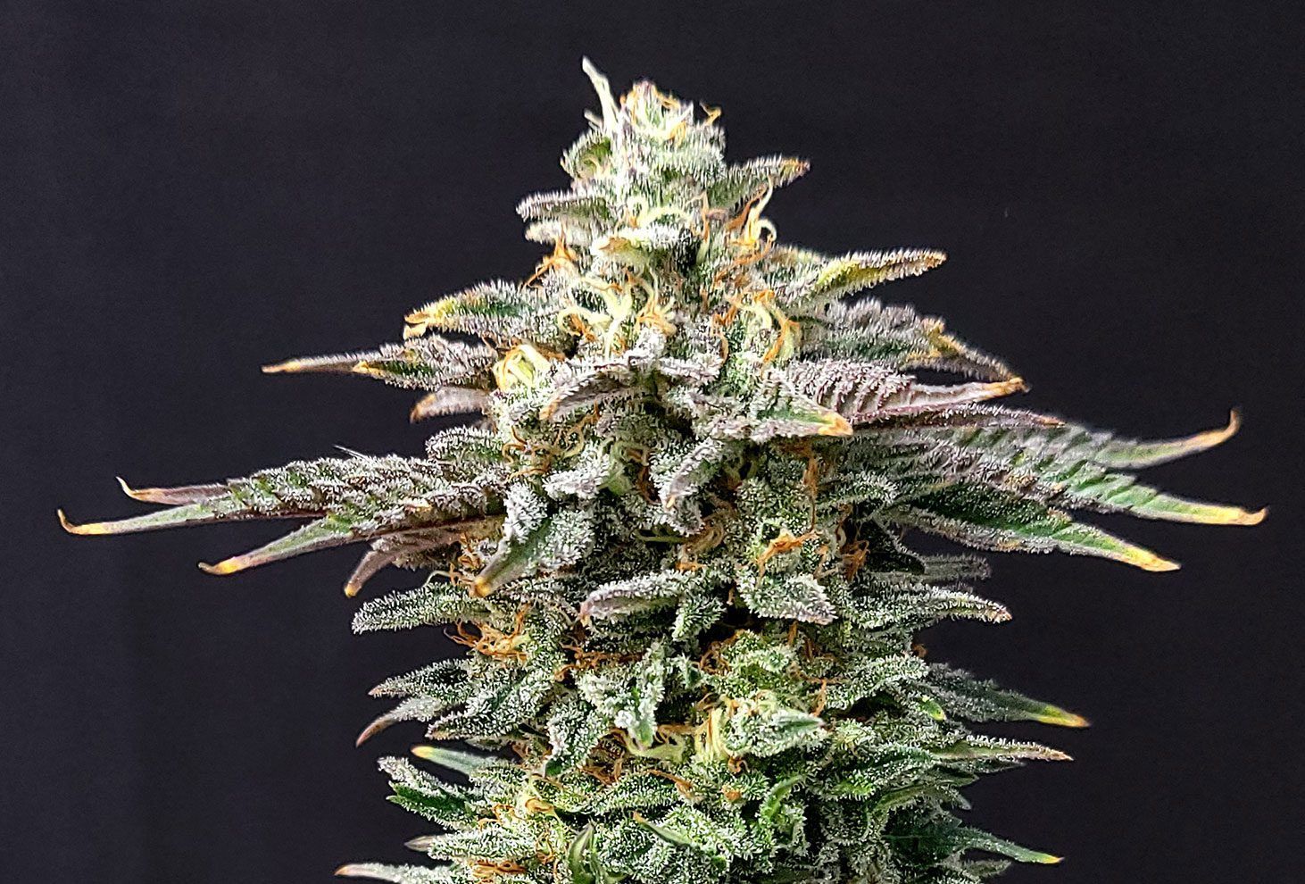 Cherry dream 100% kannabia Foto Cherry dream 100% kannabia