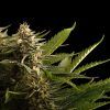 Foto Colombian jack 100% kannabia