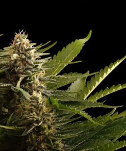 Foto Colombian jack 100% kannabia