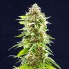 Foto Cookies haze 100% kannabia