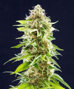 Foto Cookies haze 100% kannabia