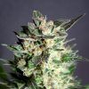Foto Diesel glue 100% kannabia