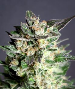 Foto Diesel glue 100% kannabia