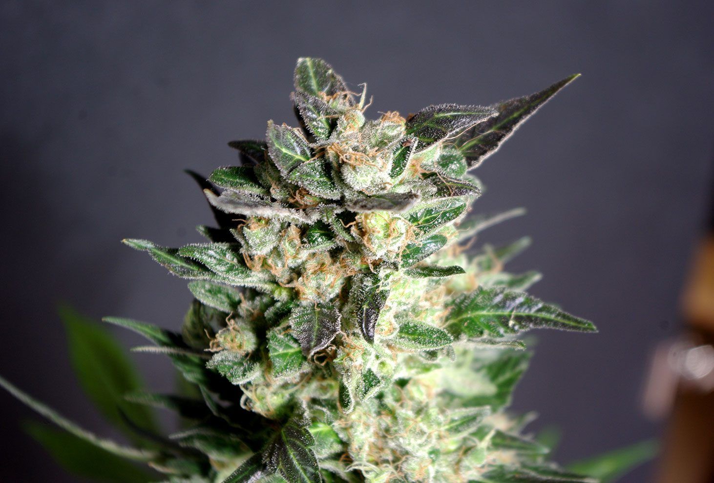 Foto Diesel glue 100% kannabia
