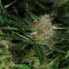 Foto Dream sherbet auto kannabia