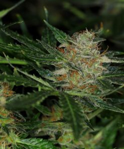 Foto Dream sherbet auto kannabia