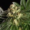 Foto Dream sherbet 100% kannabia