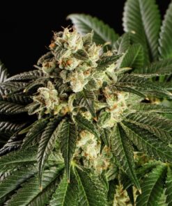 Foto Dream sherbet 100% kannabia