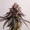 Foto Gelato-k 100% kannabia