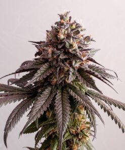 Foto Gelato-k 100% kannabia