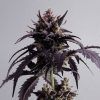 Foto Ginger punch auto 100% kannabia