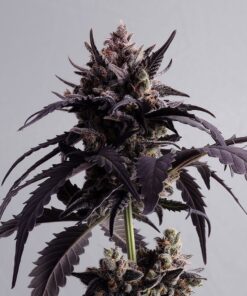 Foto Ginger punch auto 100% kannabia