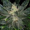 Foto Gorilla king auto kannabia