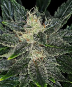 Foto Gorilla king auto kannabia